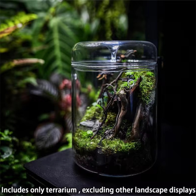 Garrafas de vidro criatividade - Terrarium Glass Bottle avaliação e preço