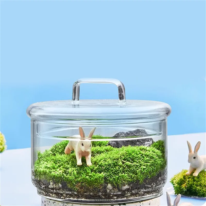 Micro paisagem musgo plantas g - Terrarium Glass Bottle avaliação e preço